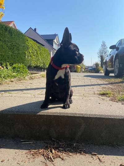 Französische Bulldoggen-Beitrag-Bild