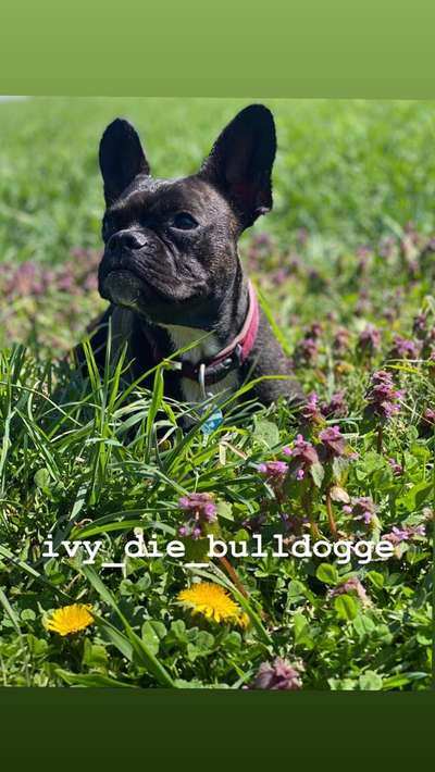 Zeigt her eure Frenchi-Beitrag-Bild