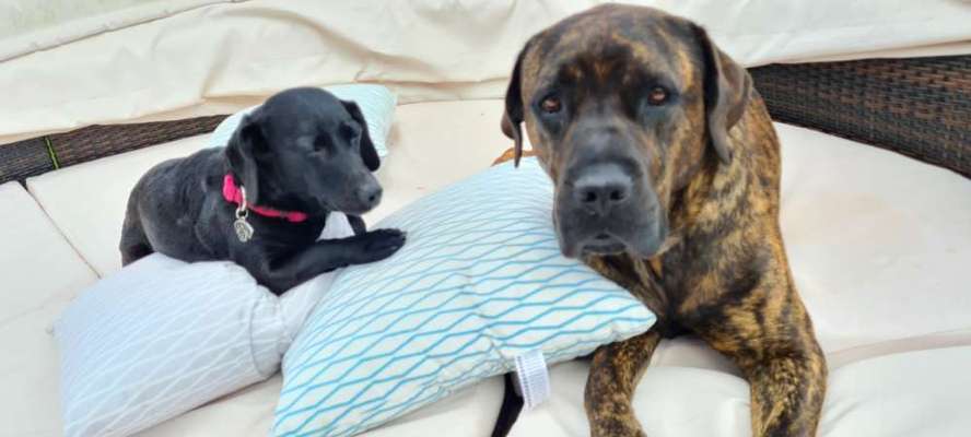 Rassensuche Cane Corso Italiano-Beitrag-Bild