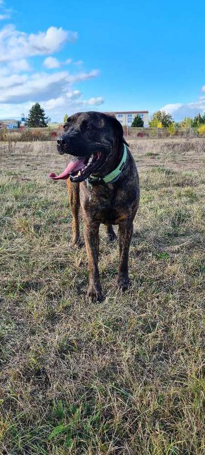 Cane Corso-Beitrag-Bild