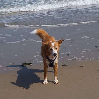 Podenco/Mischlinge hier? :-)-Beitrag-Bild