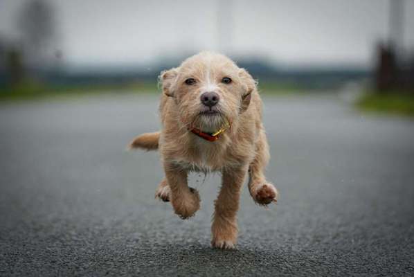 Fotochallenge 66 ~ Rennaction -Zeig deinen Hund im Lauf-Beitrag-Bild