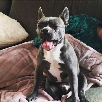 Französische Bulldoggen-Beitrag-Bild