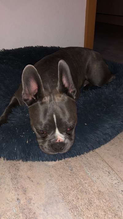 Französische Bulldoggen-Beitrag-Bild