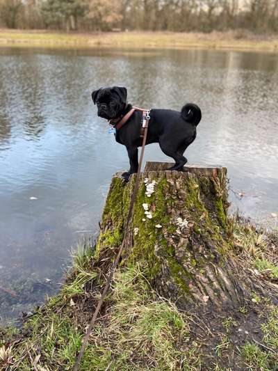 Dogorama-Monats-Challenge-Mai "Wasser"-Beitrag-Bild