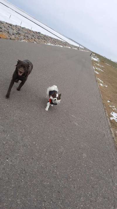 Bester Freund, Hundekumpel - zeigt her!-Beitrag-Bild