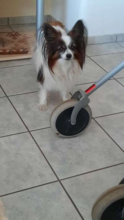 Seltene Rassen!-Beitrag-Bild