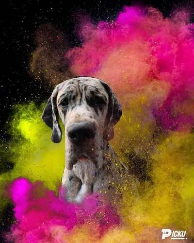 Deutsche Doggen Besitzer zeigt euch-Beitrag-Bild