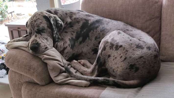 Deutsche Doggen Besitzer zeigt euch-Beitrag-Bild