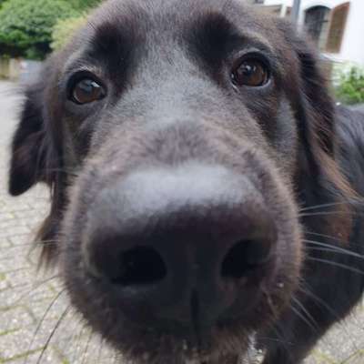 Hundetreffen-Spielen und lernen-Bild