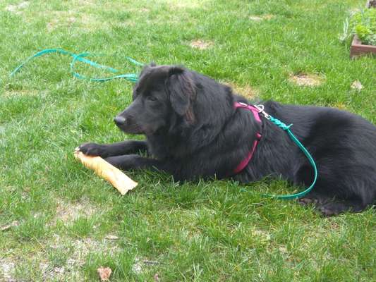 Mischlinge raten - Rätselspaß-Beitrag-Bild