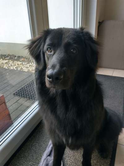 Mischlinge raten - Rätselspaß-Beitrag-Bild