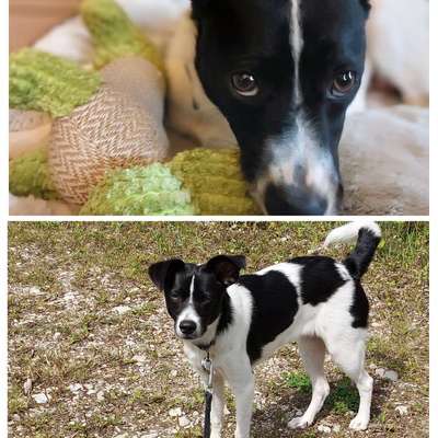 aktuelles Foto Gruppe Biete/suche Hundebetreuung