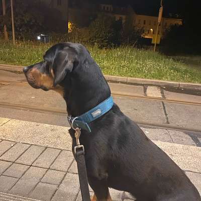 Hundetreffen-Gassi runde in Gera-Bild