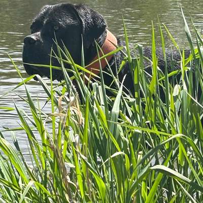 Hundetreffen-Gassi gehen und Ausflüge gemeinsam machen-Bild
