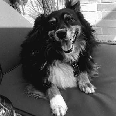 Hundetreffen-Spiel/Gassi Runden-Bild