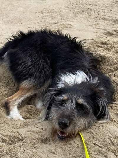 Die Dogorama Kalender Challenge 4/4-Beitrag-Bild