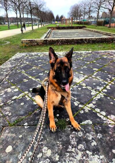 Alles rund um den Schäferhund, diskutieren erwünscht.-Beitrag-Bild