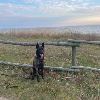 Hundetreffen-Treffen in Gotha Sundhausen