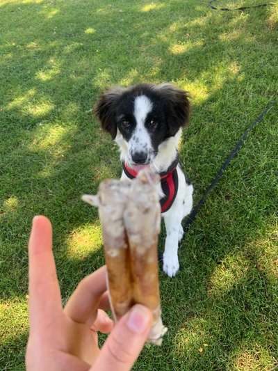 Die Dogorama Monats Challenge "Es grünt und blüht"-Beitrag-Bild