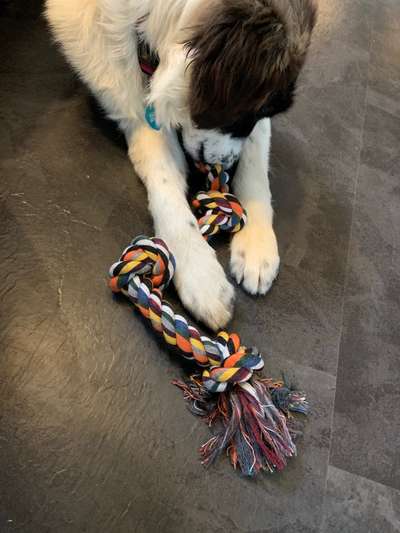 Welpen Bilder !-Beitrag-Bild