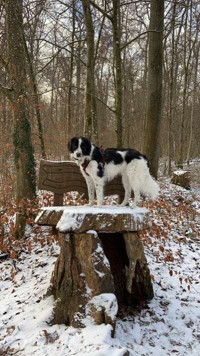 Hundemantel-Beitrag-Bild