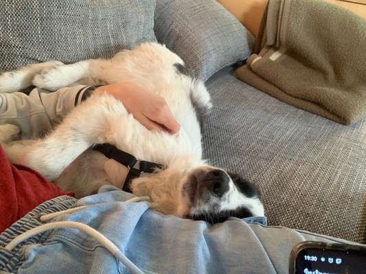 Fotochallenge 32 - Mein Schoßhündchen-Beitrag-Bild