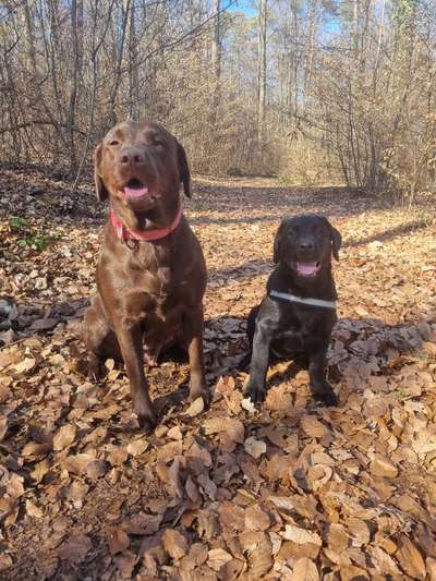 Hundetreffen-Sozialisierung-Bild