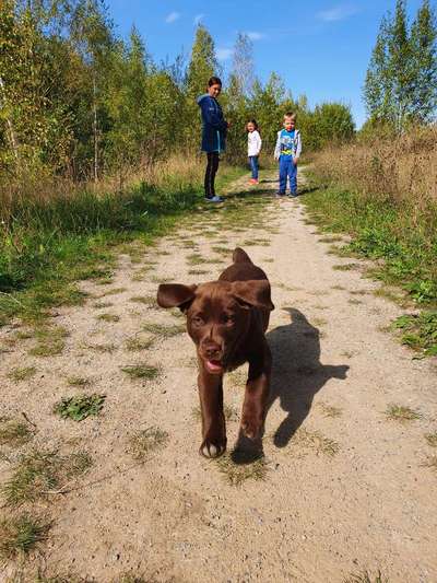 Fotochallenge 66 ~ Rennaction -Zeig deinen Hund im Lauf-Beitrag-Bild