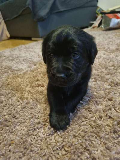 Postet das beste Foto von euren 4 beinern-Beitrag-Bild