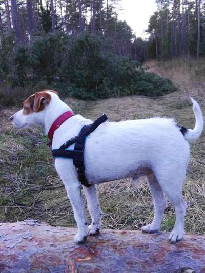 Wie heißt dein Hund?-Beitrag-Bild