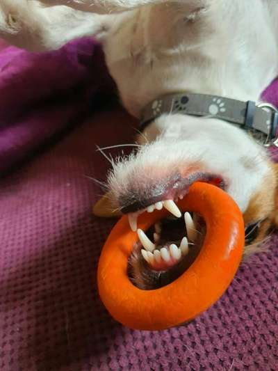 Zeigt mir die tollste Nahaufnahme von eurer Fellnase-Beitrag-Bild