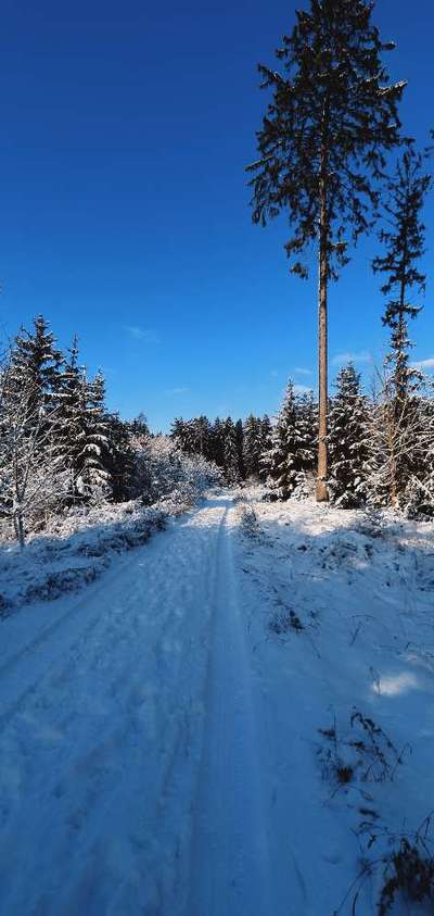 Hundeauslaufgebiet-Reisberg-Bild