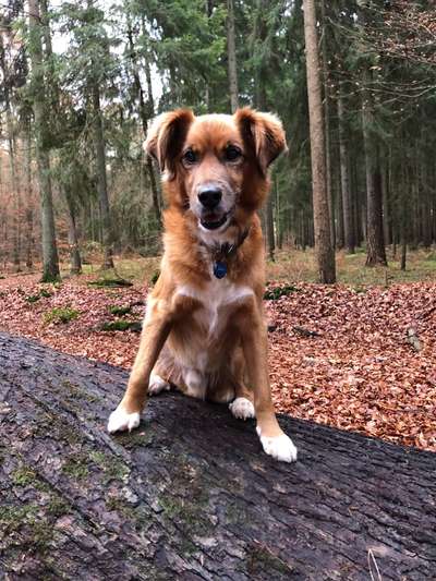 Auslandstierschutz-Beitrag-Bild