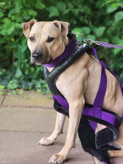 Hundetreffen-Junghund sucht Kontakt-Bild