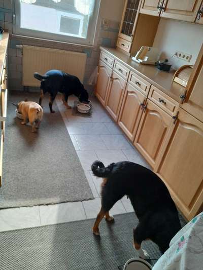 Dogorama Photo Challenge - Gegensätze-Beitrag-Bild