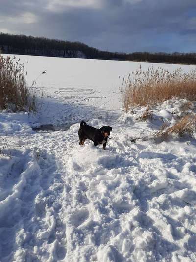 Appenzeller Sennenhunde-Beitrag-Bild