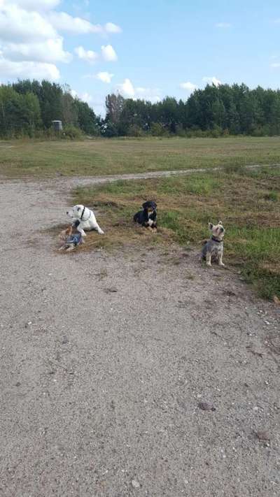 Dogorama Photo Challenge - Gegensätze-Beitrag-Bild