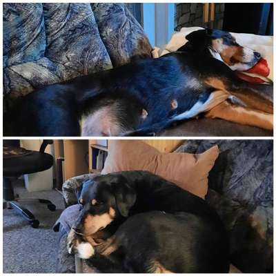 Appenzeller Sennenhunde-Beitrag-Bild