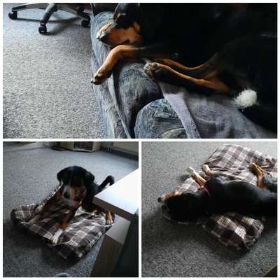 Appenzeller Sennenhunde-Beitrag-Bild