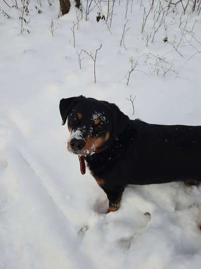 Dogorama Photo Challenge - Es wird nochmal kalt!-Beitrag-Bild