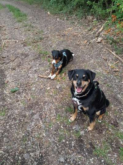 Rassenspezifische Farbbezeichnungen.... was ist euer Hund ? -)-Beitrag-Bild