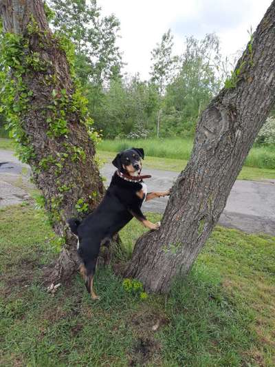 Appenzeller Sennenhunde-Beitrag-Bild