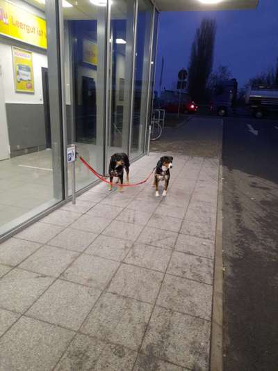 Appenzeller Sennenhunde-Beitrag-Bild