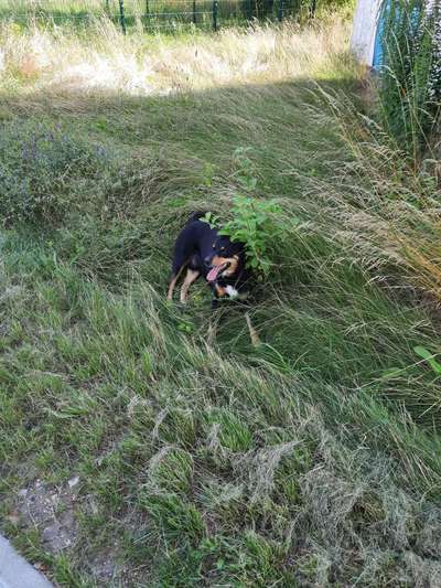 Die Dogorama Kalender Challenge 4/4-Beitrag-Bild