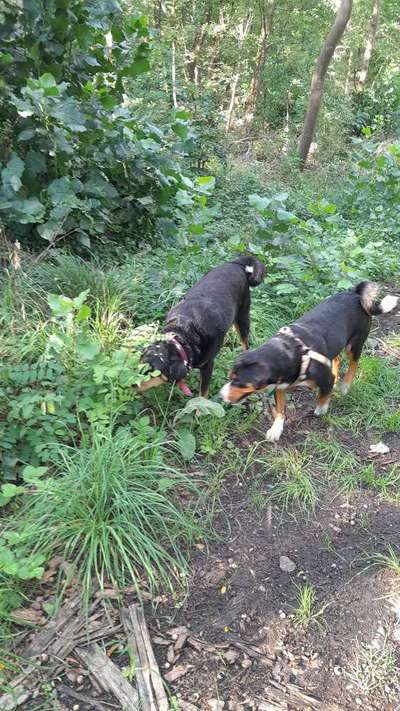 Fotosammlung: ,,Der natürliche Hund" Unbearbeitet, ungestellt und in Natura-Beitrag-Bild