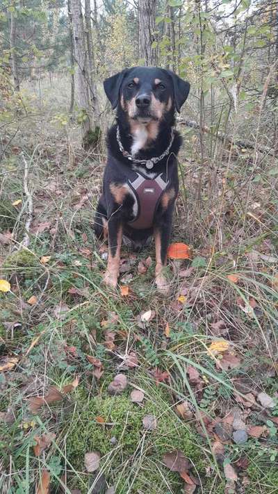 Doppelgänger gesucht !-Beitrag-Bild