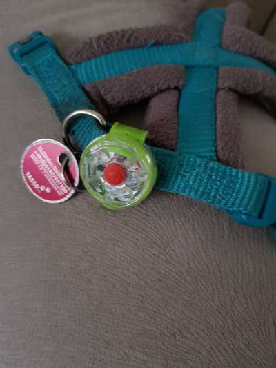 Blinkende Leuchthalsbänder, schädlich für Mensch und Hund-Beitrag-Bild