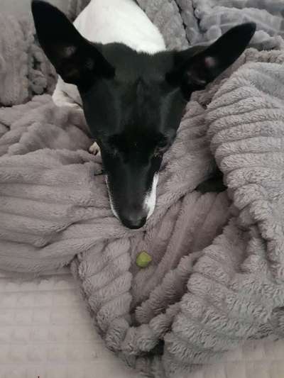 Gespräche zwischen Hund und Halter-Beitrag-Bild