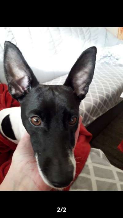 Zeigt mir die tollste Nahaufnahme von eurer Fellnase-Beitrag-Bild